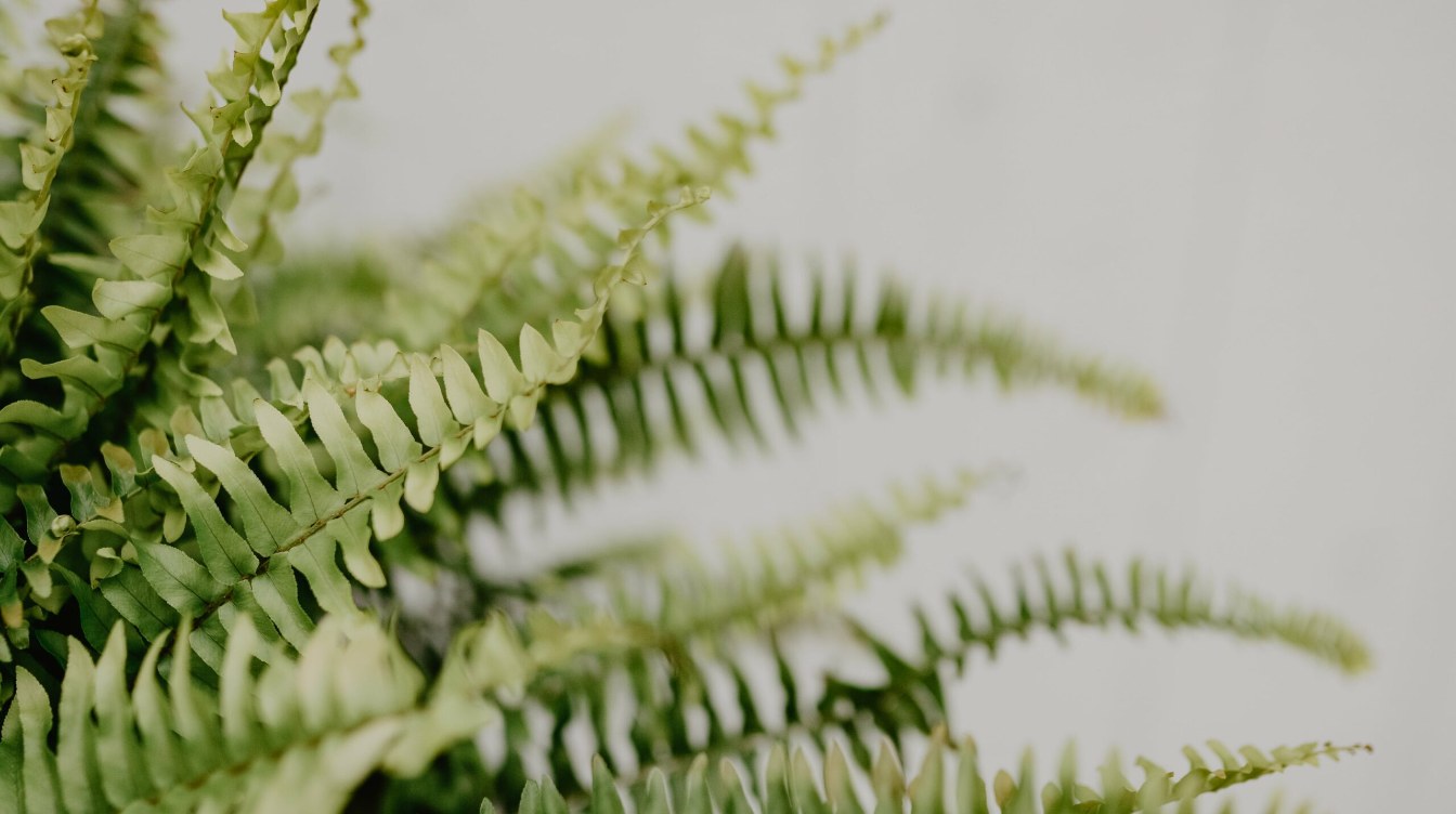 Jeune branche aux feuilles vertes sur fond blanc, image d’un accompagnement construit sur-mesure