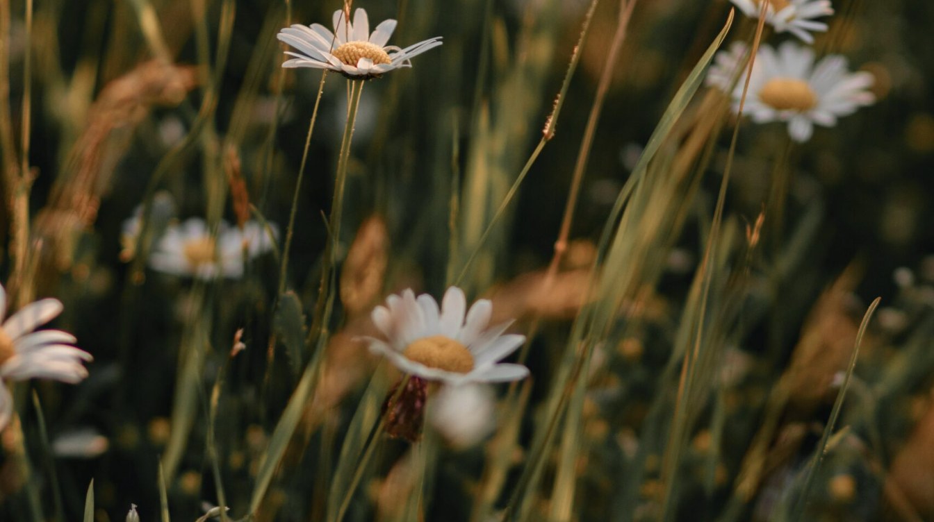 Marguerites dans un champ en lumière chaude, image des équipes qui montent en compétences